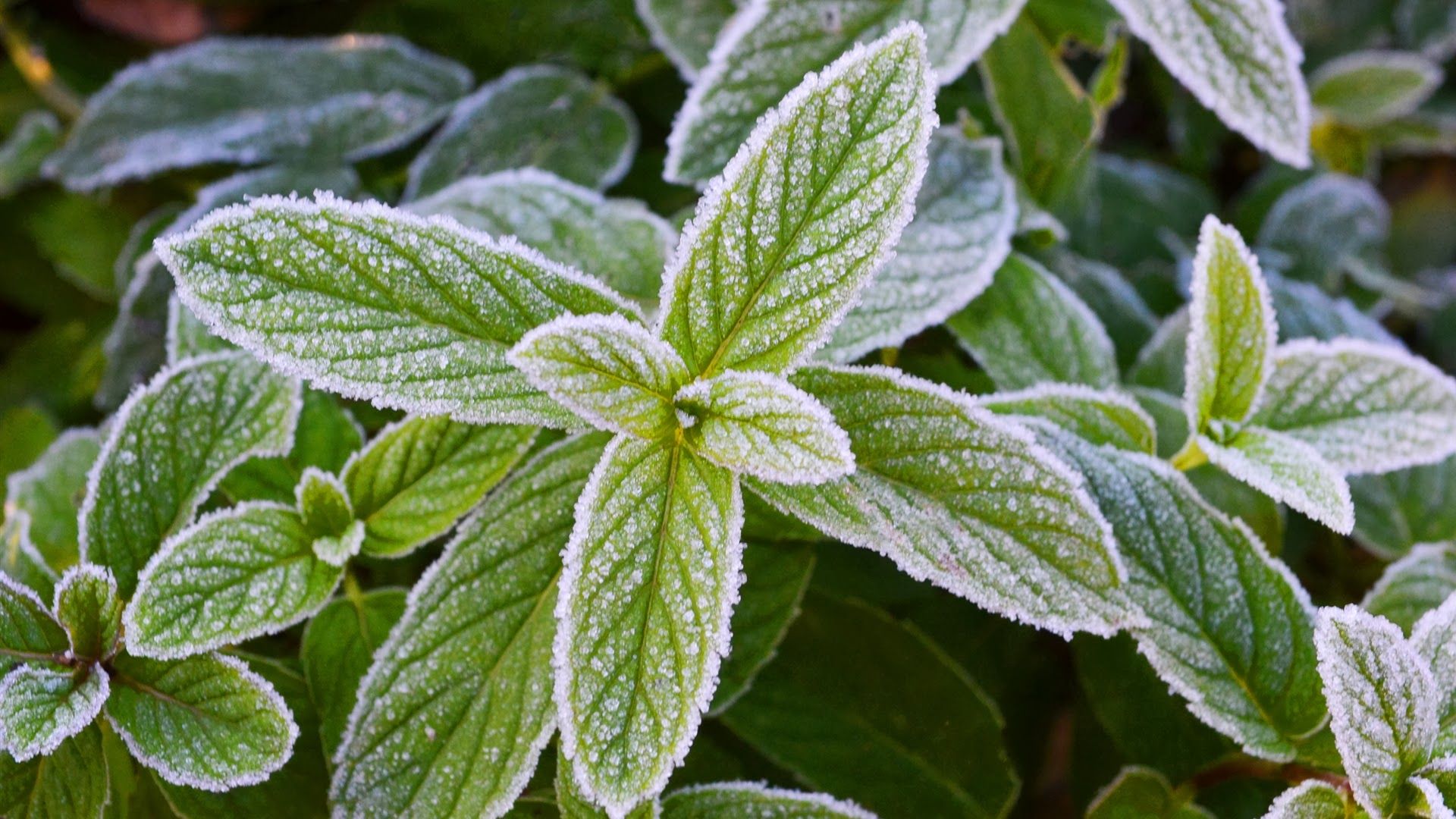 Frozen Mint Leaves