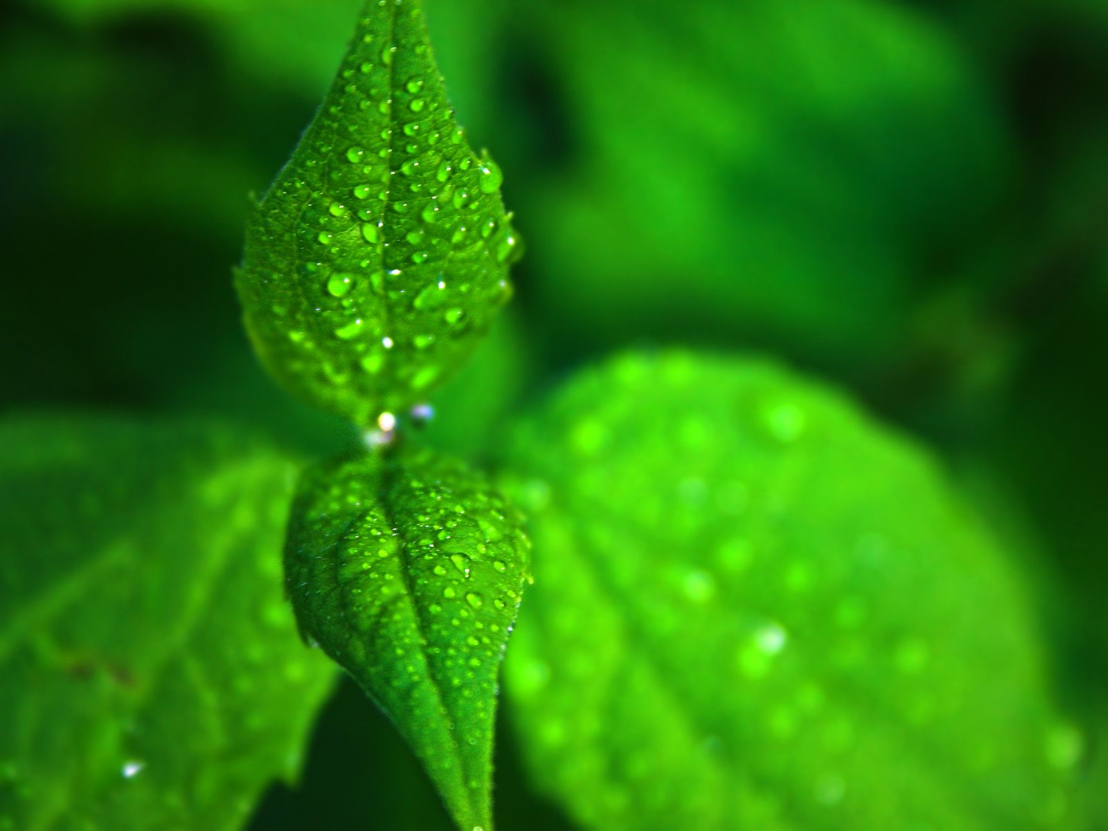 Mint Leaves Wallpapers - Wallpaper Cave
