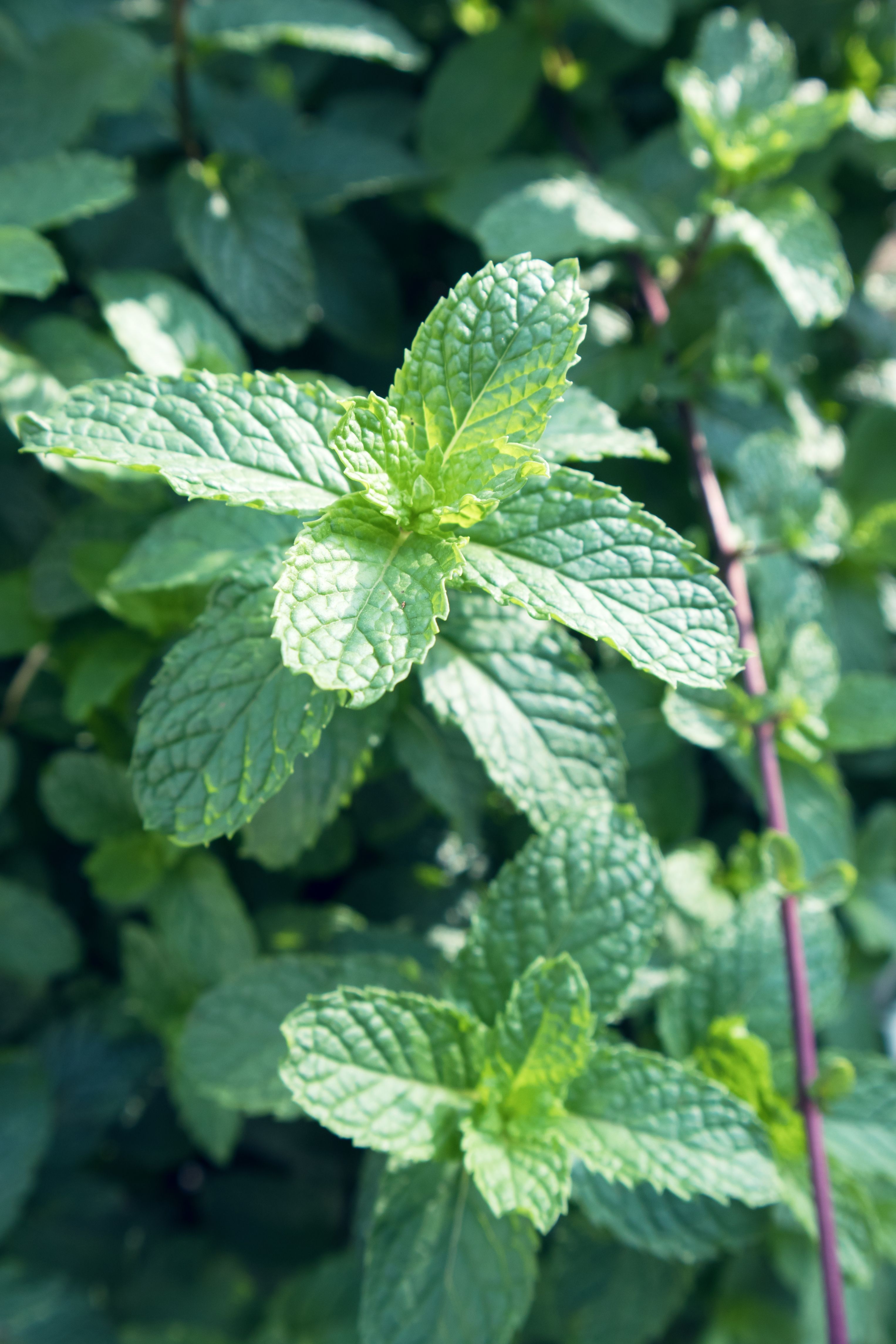 Free of mint leaves, peppermint