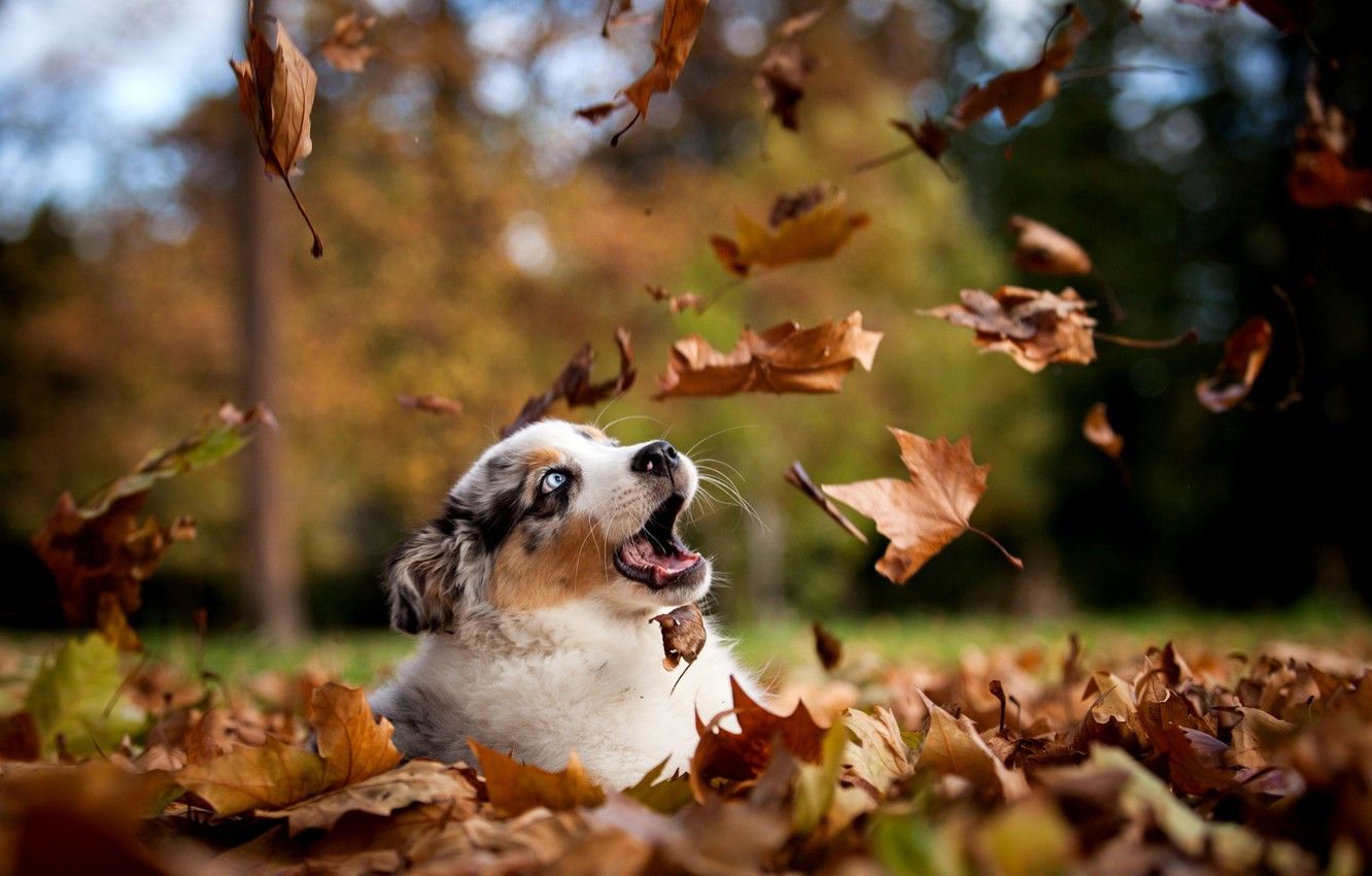 Wallpaper autumn, leaves, nature, Park, dog, puppy image for desktop, section собаки