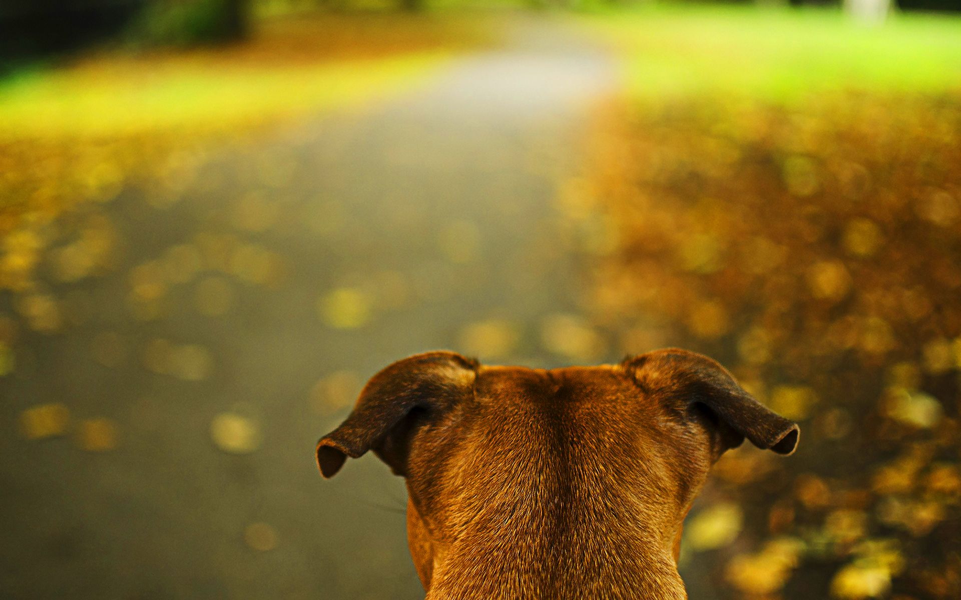 Dog head autumn wallpaperx1200