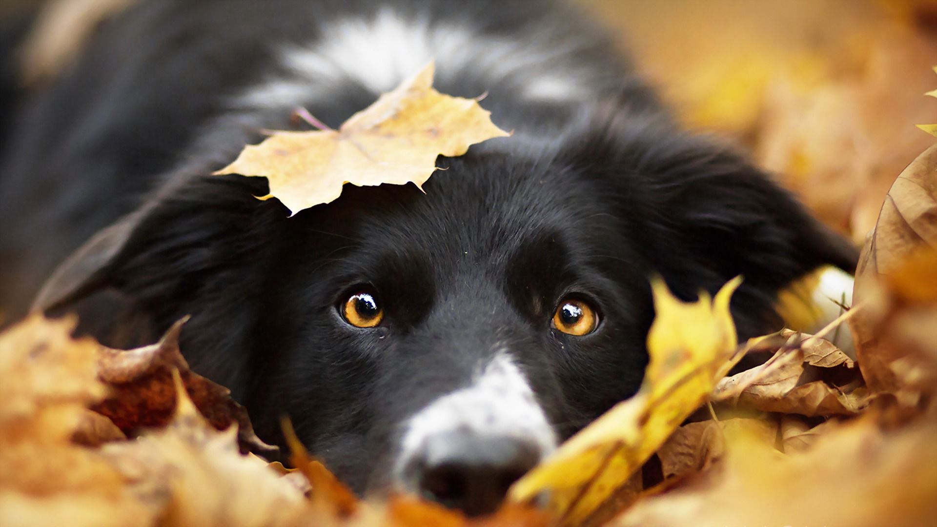 image Border Collie Dogs Foliage Autumn Snout animal Staring