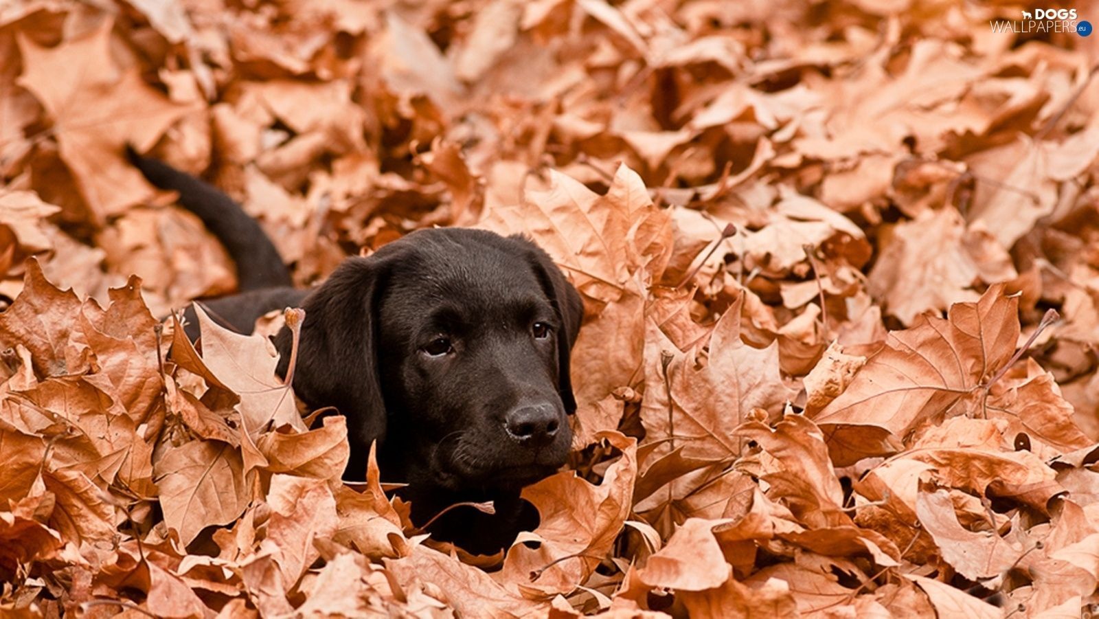 Leaf, Autumn, Black, Labrador. Fall dog, Labrador, Black lab puppies