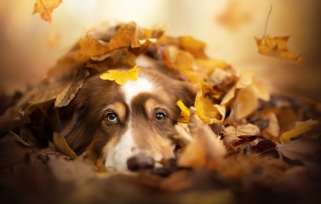 Autumn And Dog Wallpapers - Wallpaper Cave