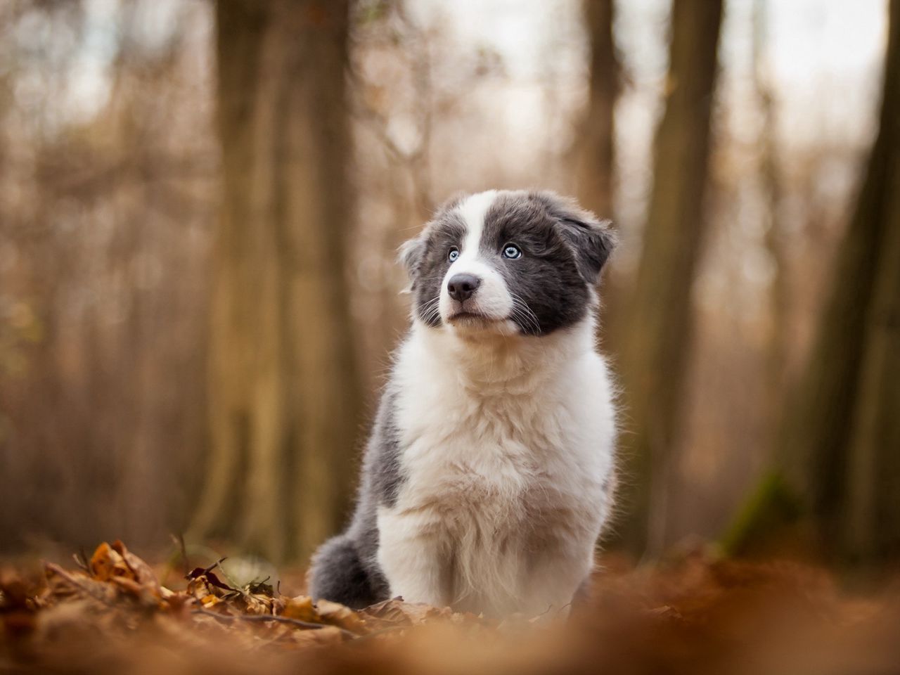 Download wallpaper 1280x960 dog, autumn, blur, trees standard 4:3 HD background