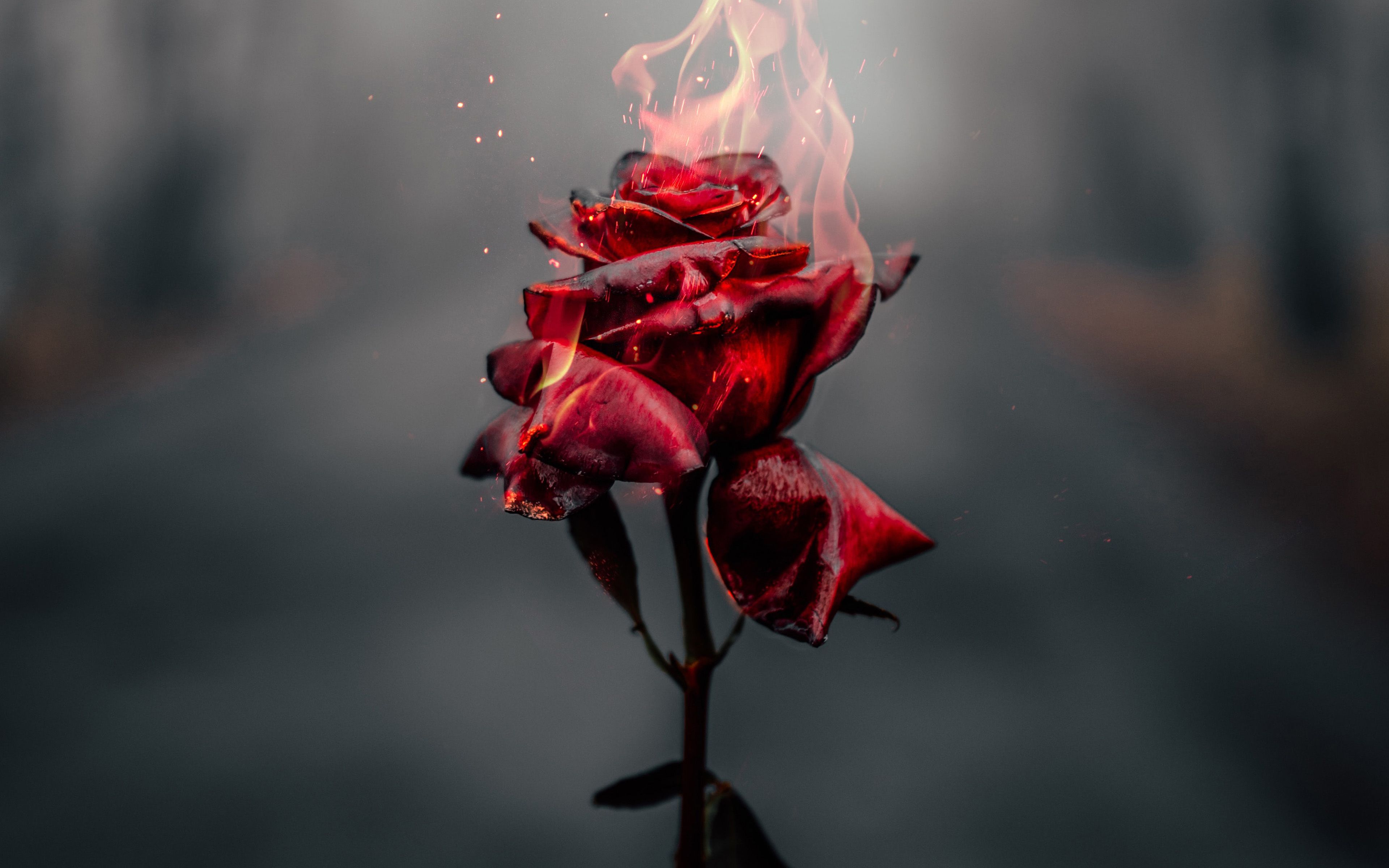 Download wallpaper burning rose, 4k, fire flames, broken love concept, burning flower, roses for desktop with resolution 3840x2400. High Quality HD picture wallpaper