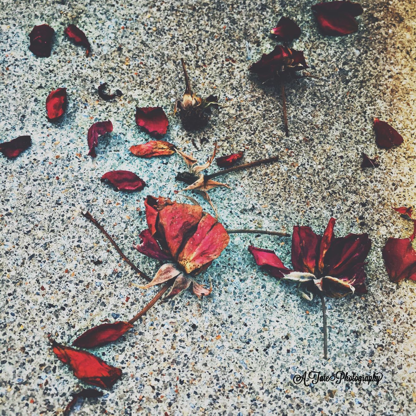 Broken Rose Wallpapers Wallpaper Cave