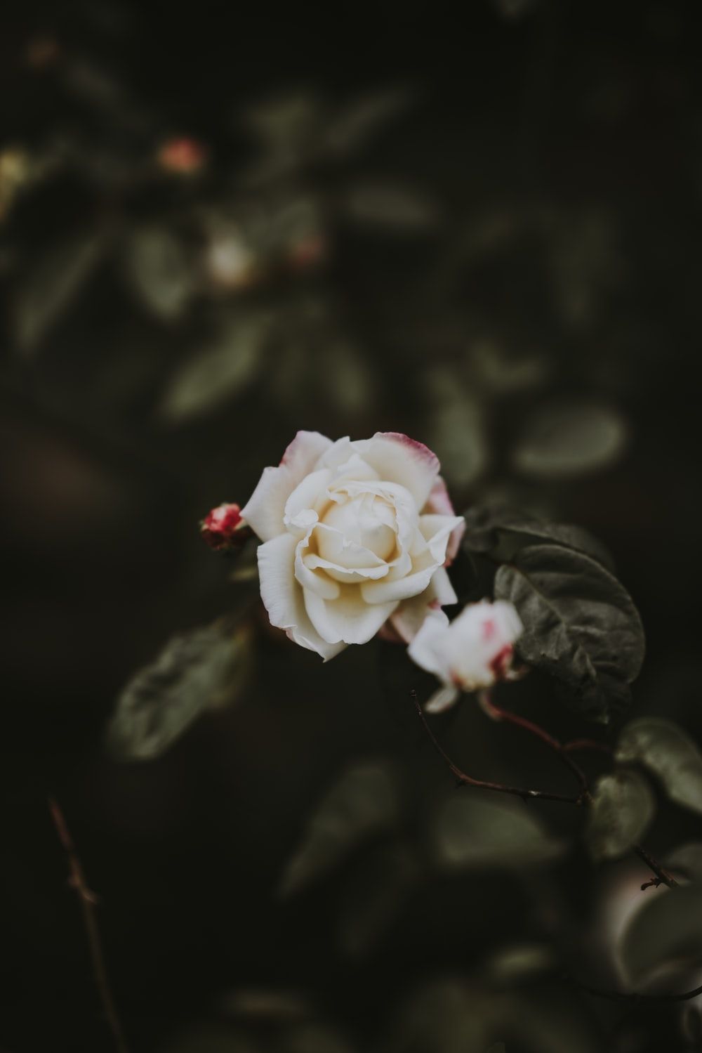 White Rose Picture [HD]. Download Free Image