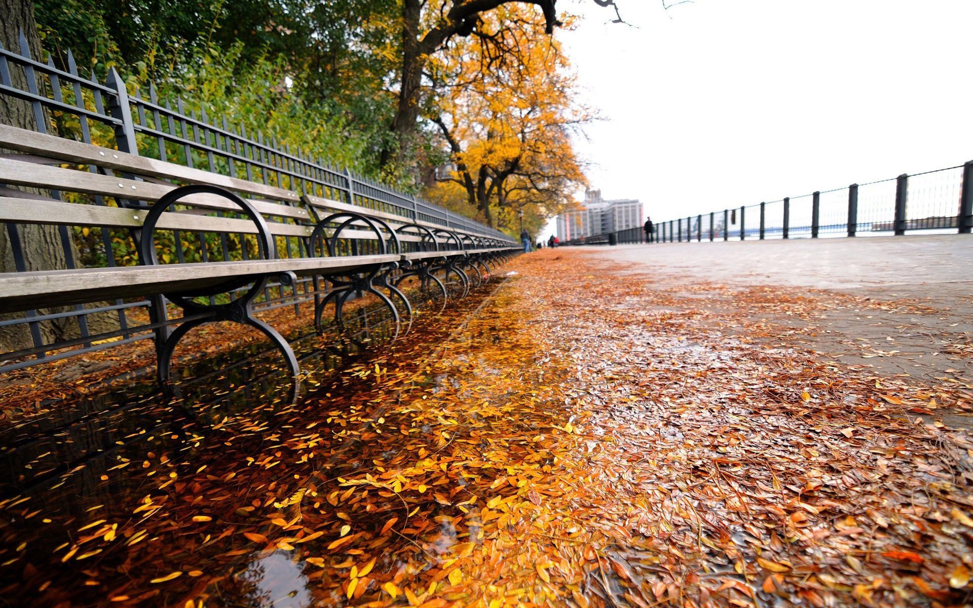 Fall on the sidewalks of New York HD wallpaper. City wallpaper, New york wallpaper, New wallpaper hd