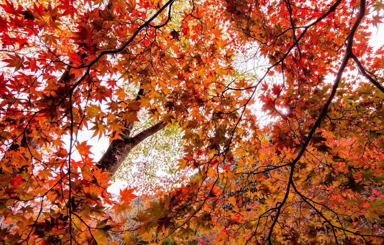 Autumn Leaves And Landscapes Wallpapers - Wallpaper Cave