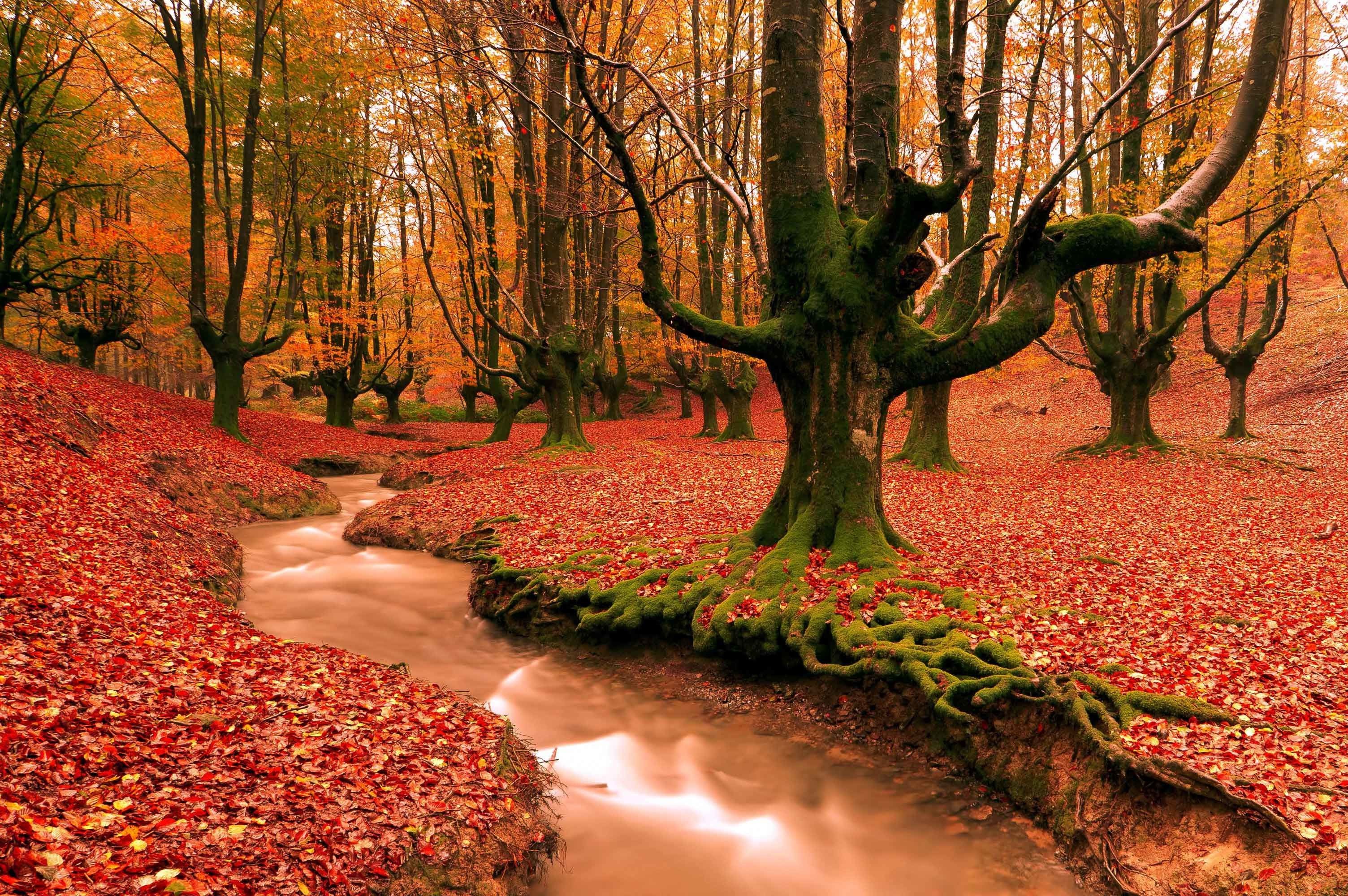 Fall Leaves Wallpaper Desktop