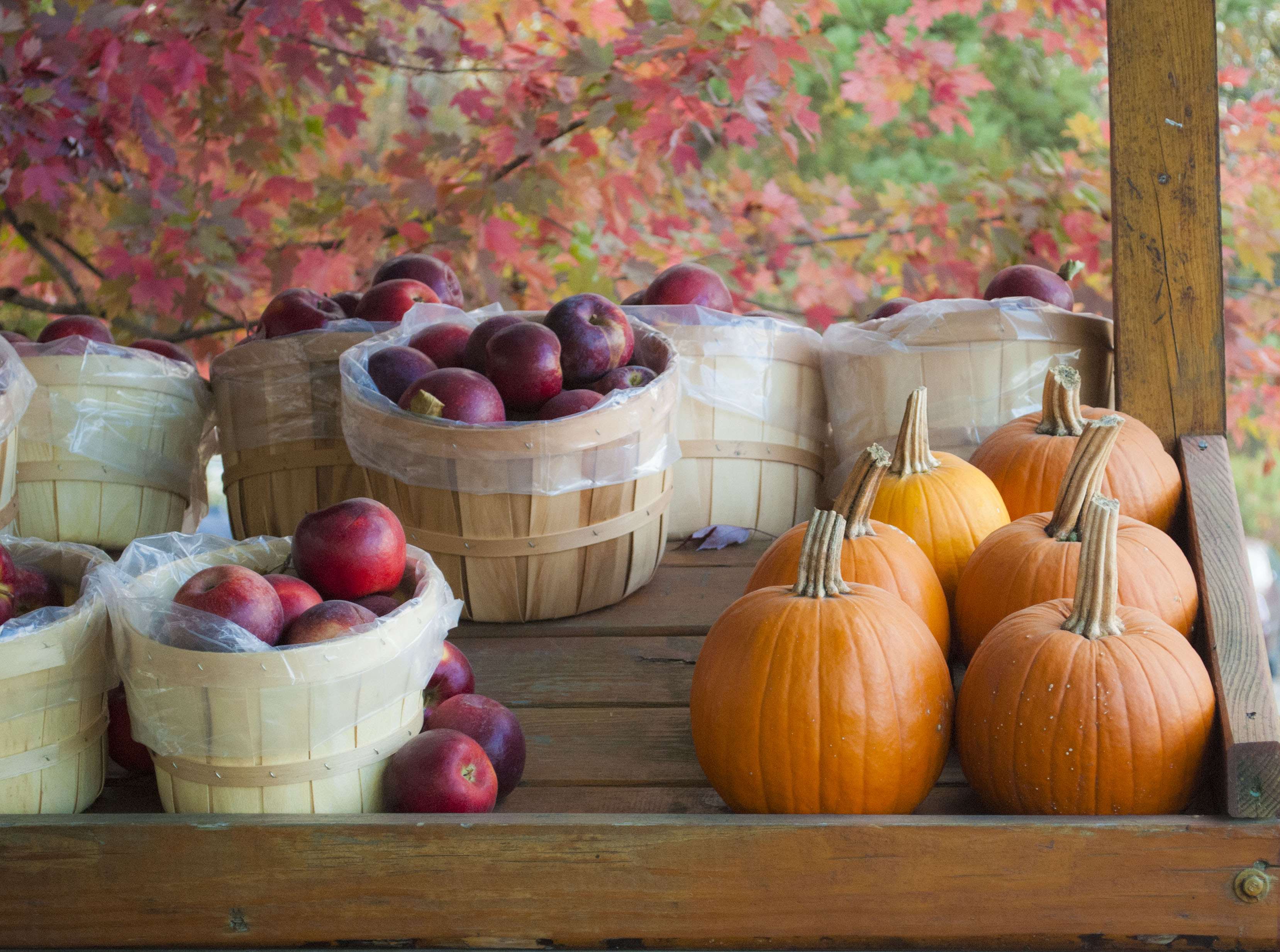 apples, autumn, fall, foliage, fruits, leaves, pumpkins, trees, vegetables wallpaper. Mocah.org HD Desktop Wallpaper