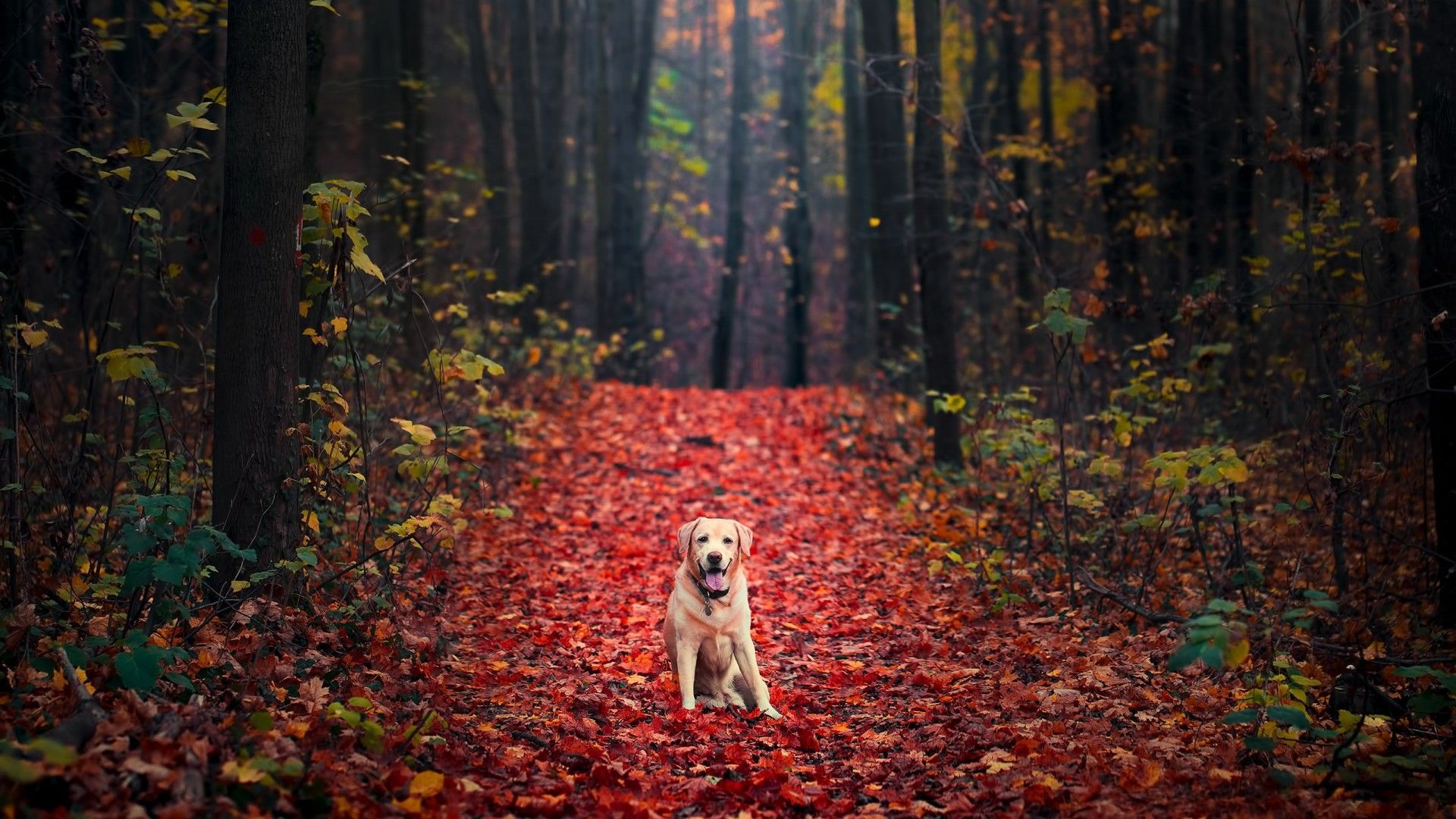 Download wallpaper of Labrador Retriever, Autumn, Foliage, Forest, HD, Animals,. Available in HD, 4K res. Labrador retriever, Autumn forest, Dog background