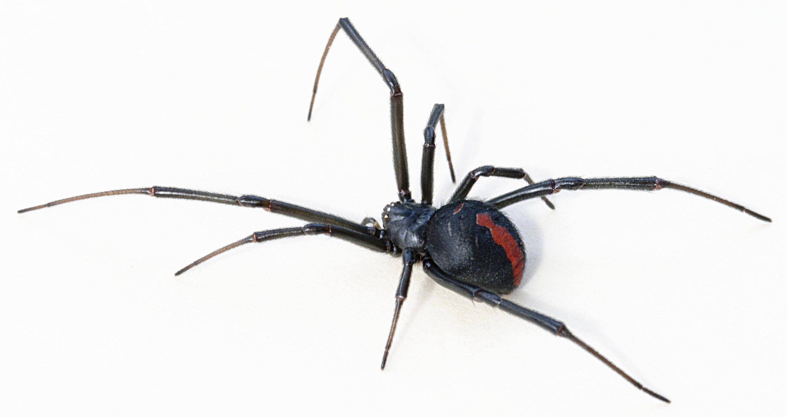Black Widow Spiders Wallpapers FREE Pictures on GreePX.