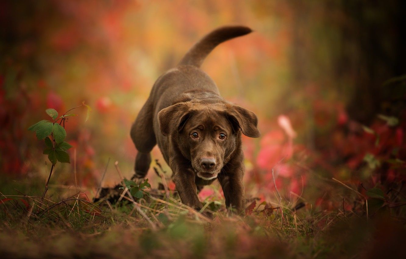 Wallpaper autumn, dog, puppy, bokeh, Labrador Retriever image for desktop, section собаки