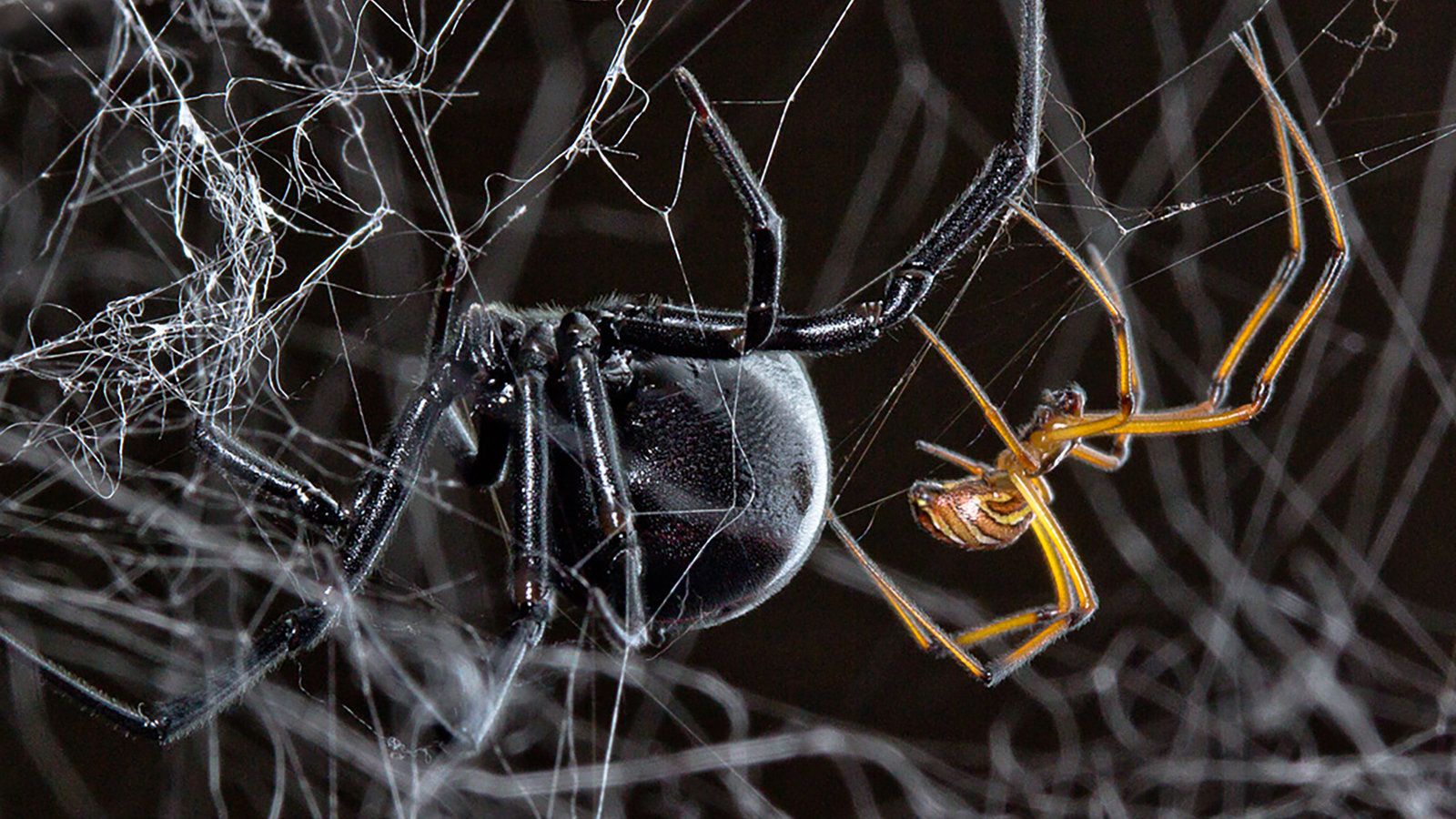 How Does a Male Black Widow Find a Mate? Follow the Other Guys