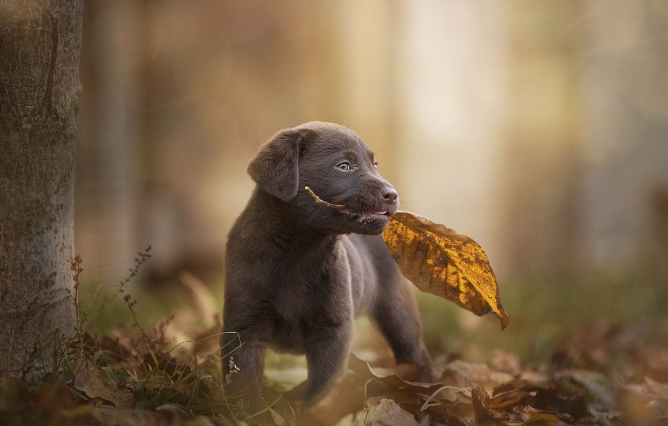 Wallpaper autumn, sheet, dog, baby, leaf, puppy, bokeh, doggie, Labrador Retriever image for desktop, section собаки