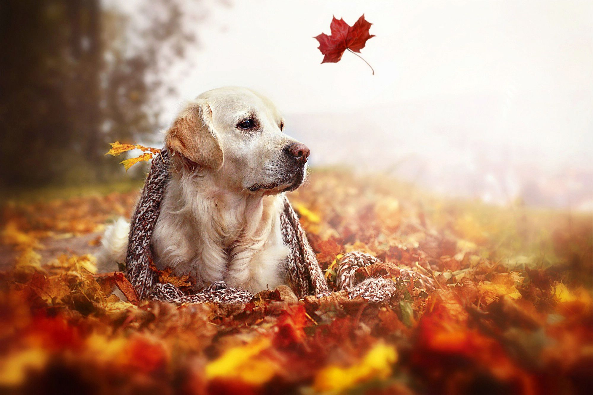 One Autumn leaf in the wind and a beautiful dog relax time. Animal Wallpaper. HD Wallpaper Download for iPad and iPh. Golden retriever, Dog mommy, Beautiful dogs