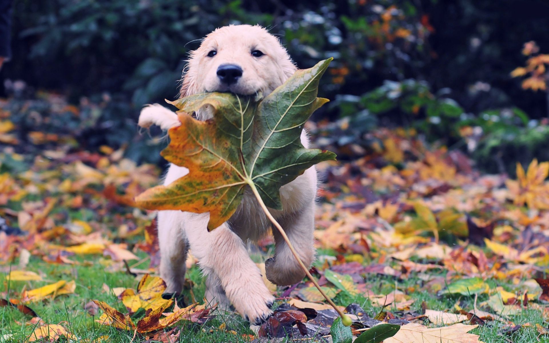 Cute, Labrador, Dog, Widescreen, High, Resolution, Fall Background