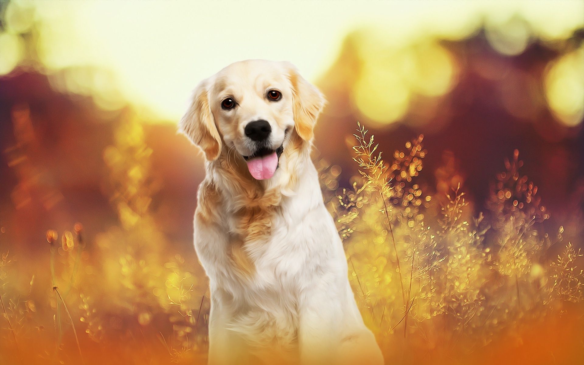 Download wallpaper Golden retriever, little puppy, cute animals, evening, sunset, golden autumn, labrador, dogs for desktop with resolution 1920x1200. High Quality HD picture wallpaper