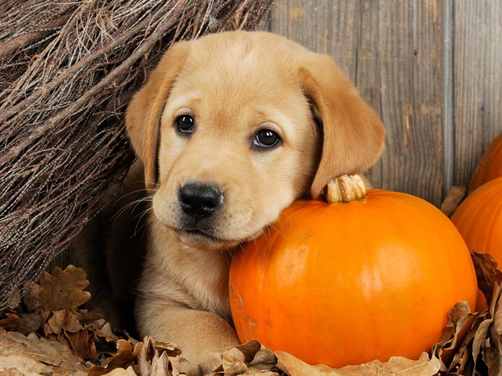 Webshots's Photo: Labrador Puppy in Autumn