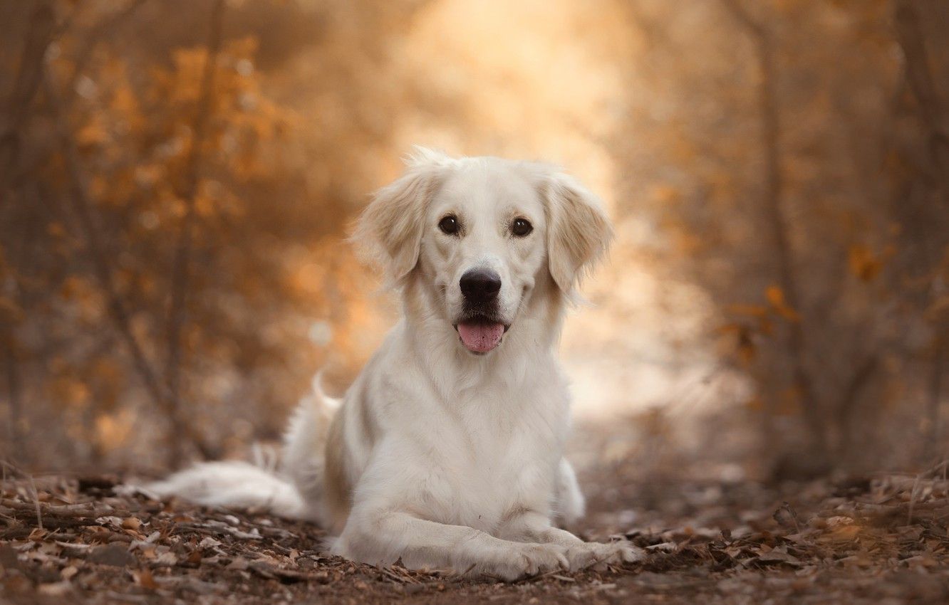 Wallpaper autumn, nature, dog, Labrador, Retriever image for desktop, section собаки