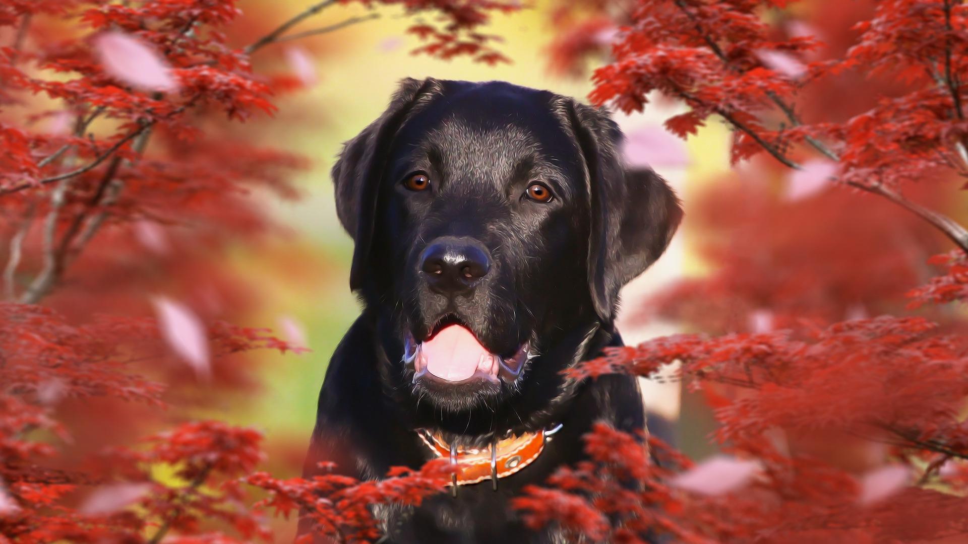 Labrador Wallpaper: background HD for Android