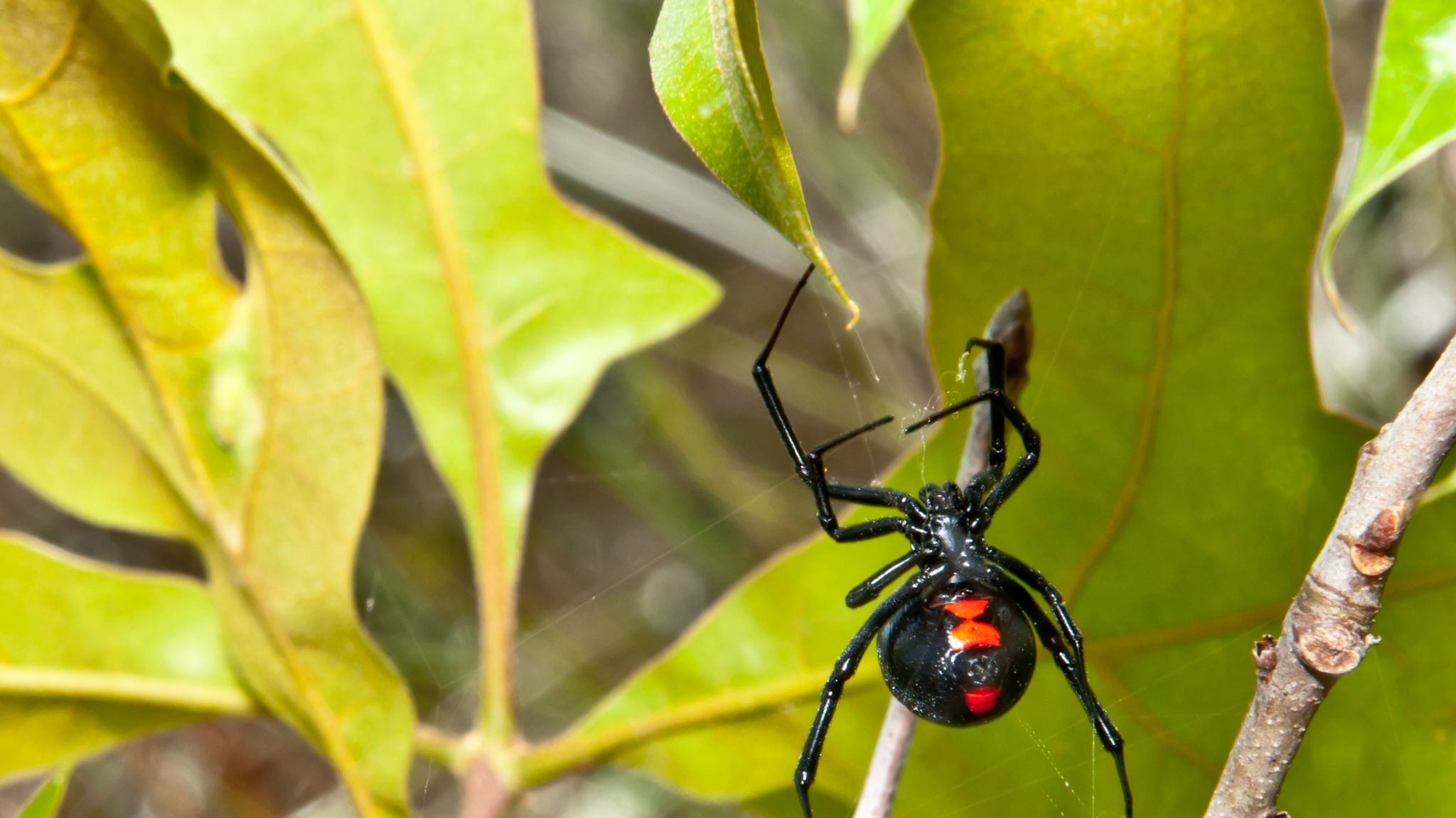 Black widow spider discovered in crate near Aberdeen is 'put to sleep'