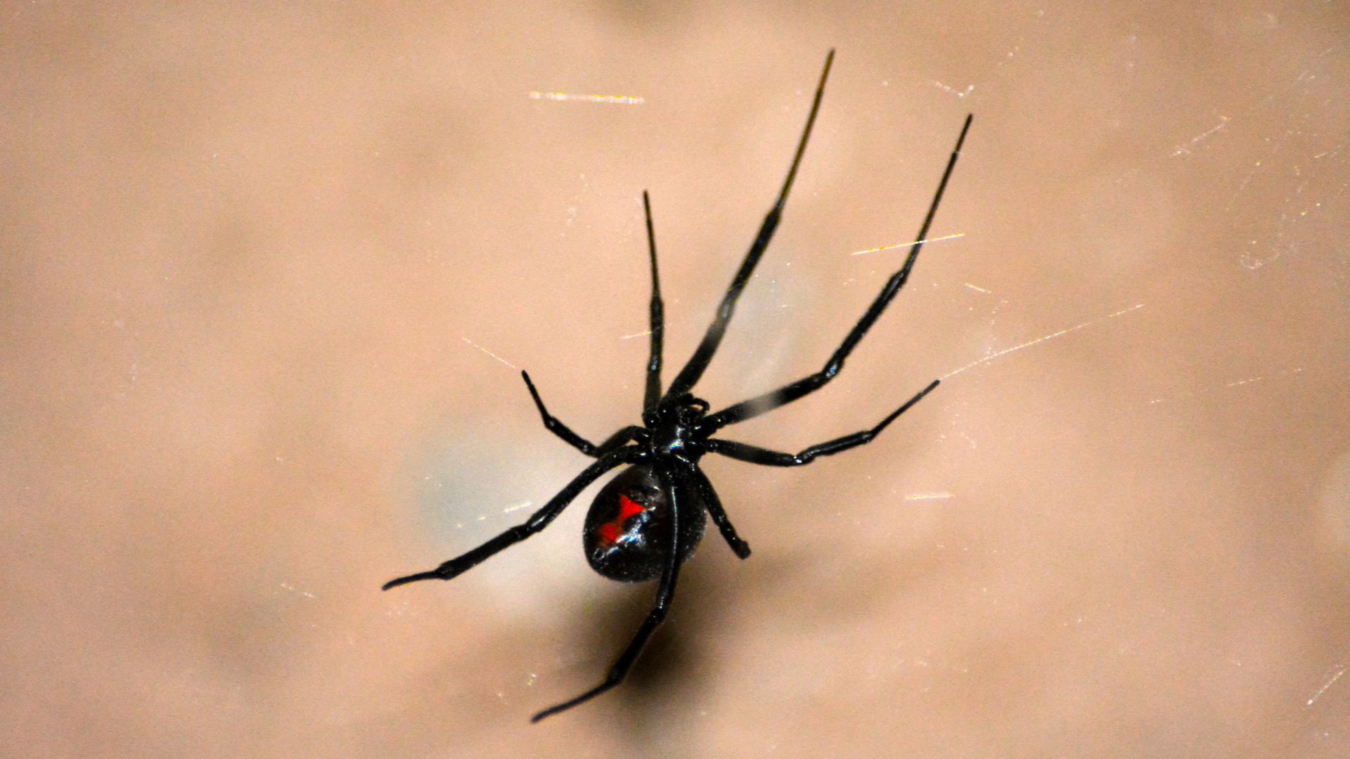 Man uses blowtorch to kill black widow spiders, sets home on fire, firefighters say