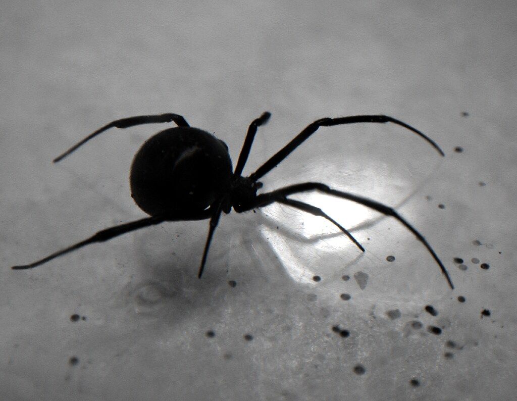 Black widow spider (b&w) Photo and Wallpaper Directory