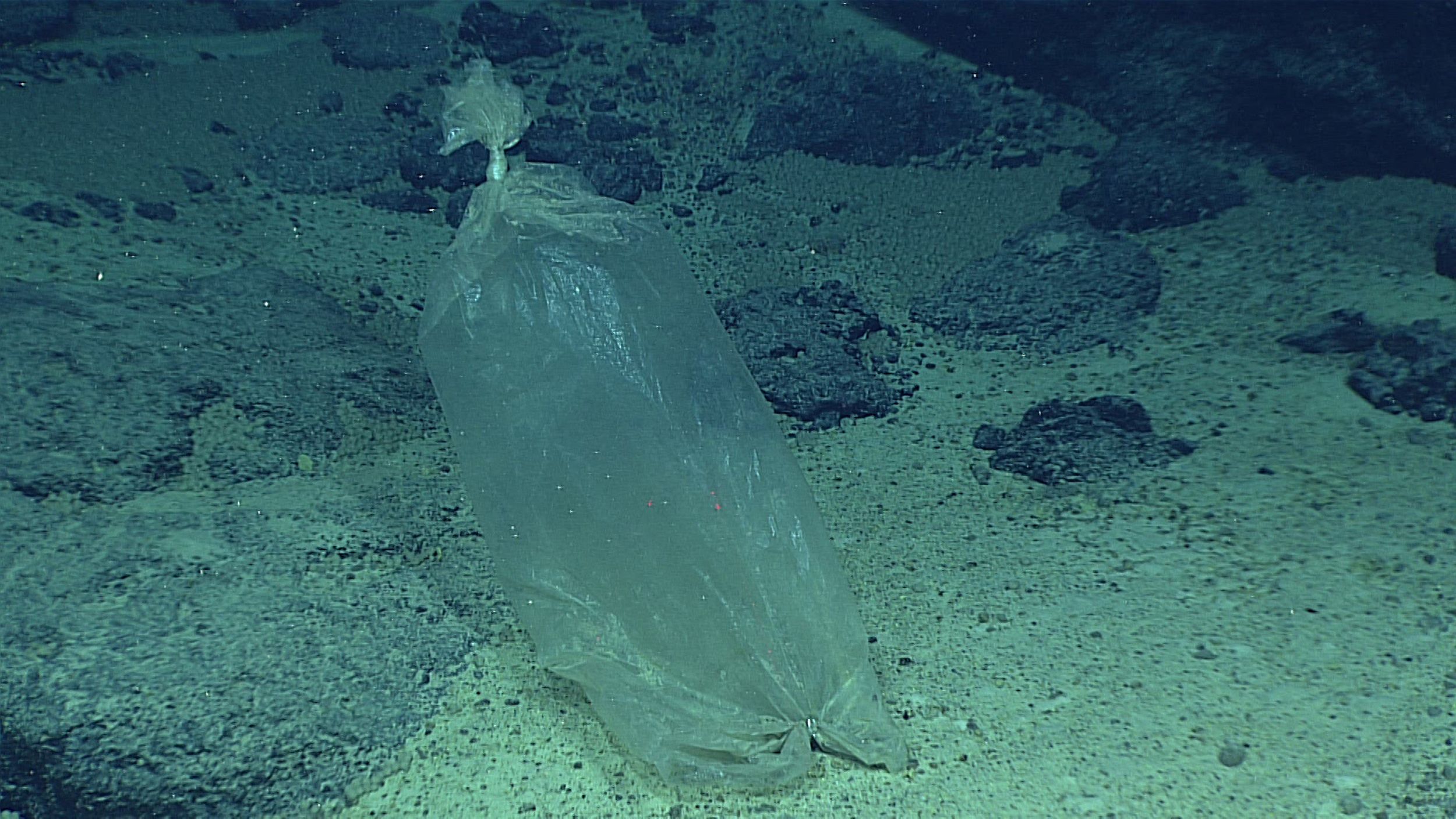 Even the ocean's deepest reaches are not safe from plastic trash