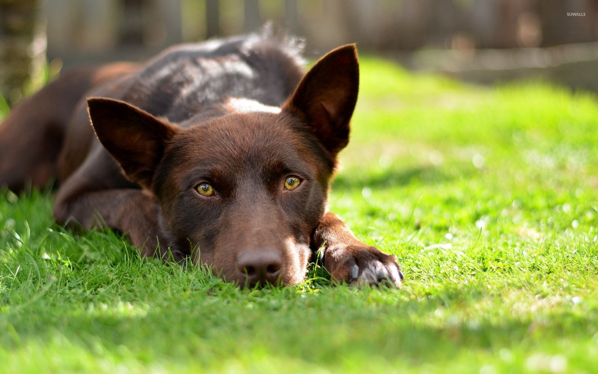 Australian Kelpie resting on the grass wallpaper wallpaper
