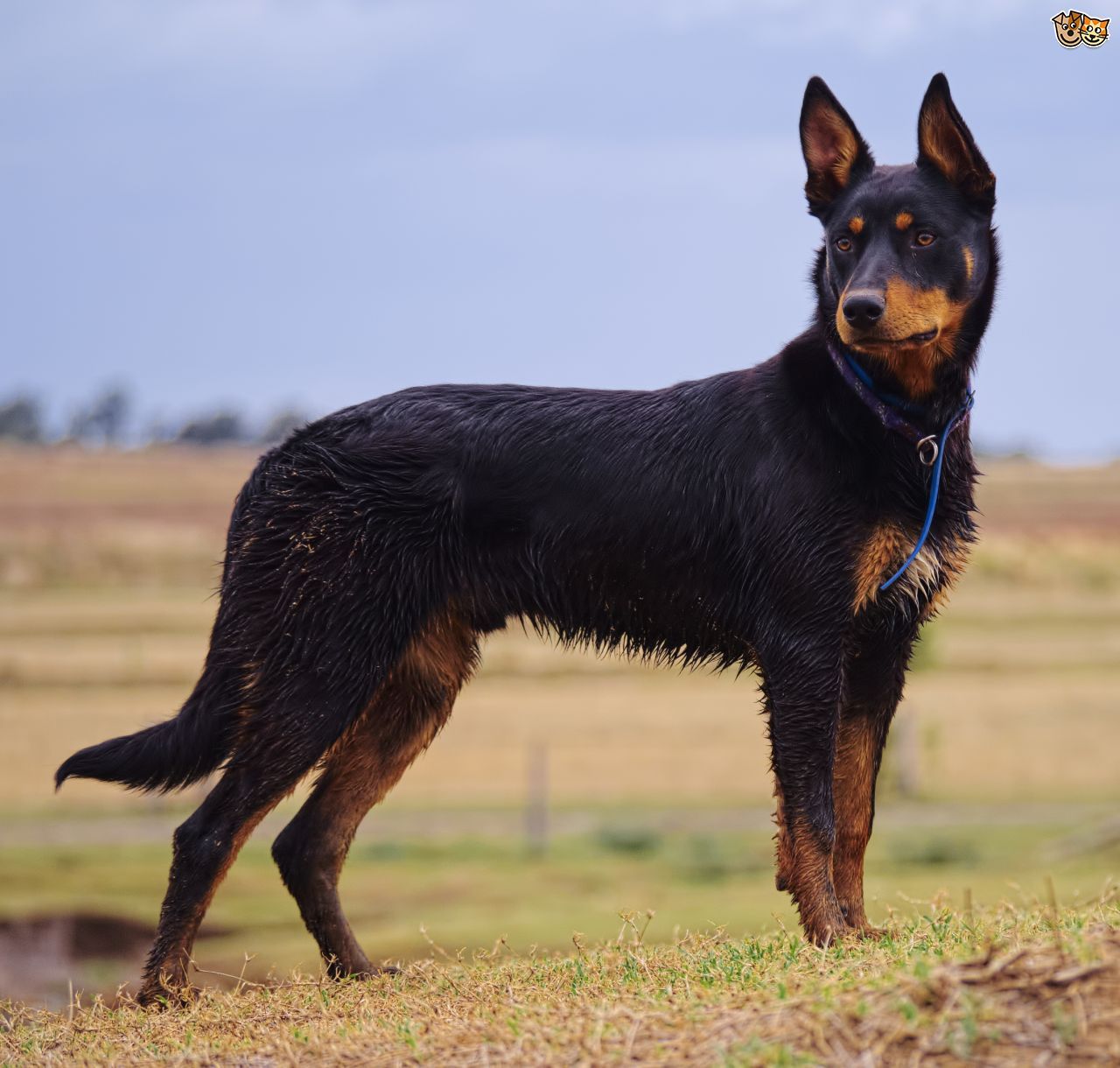 Black And Brown Kelpie - Photos All Recommendation