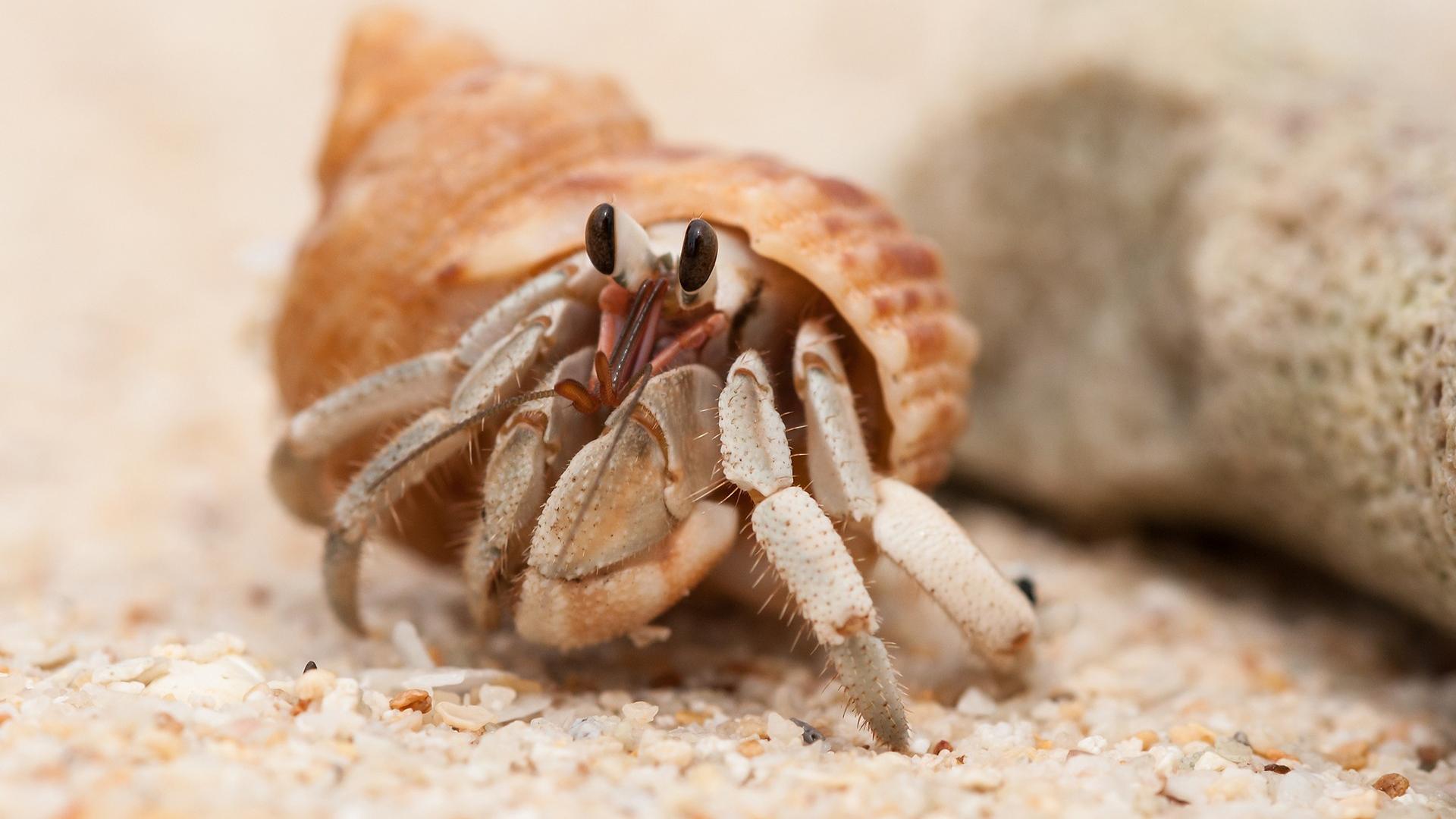 Download Hermit Crab Wallpaper, HD Background Download