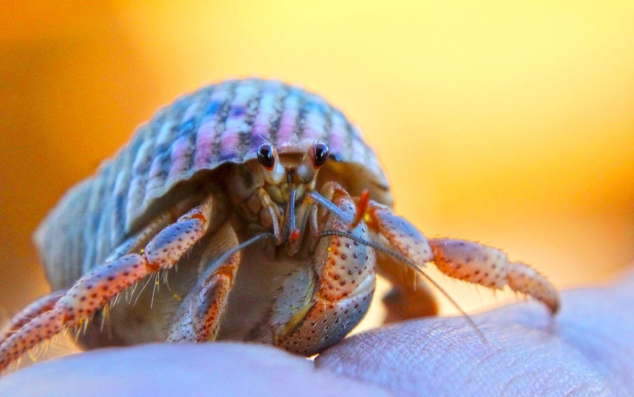 Hermit Crab 1382 - Little Crabs Wallpaper