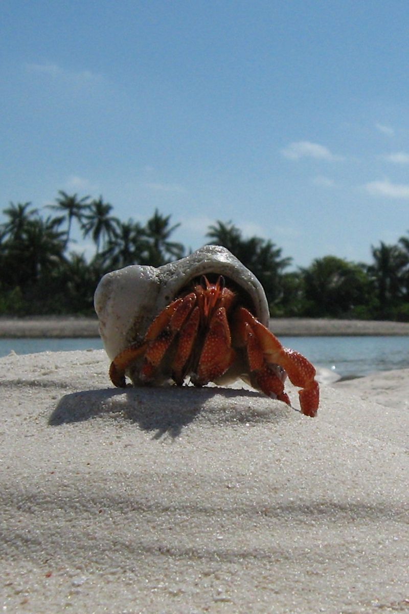 Hermit Crab Wallpapers - Wallpaper Cave