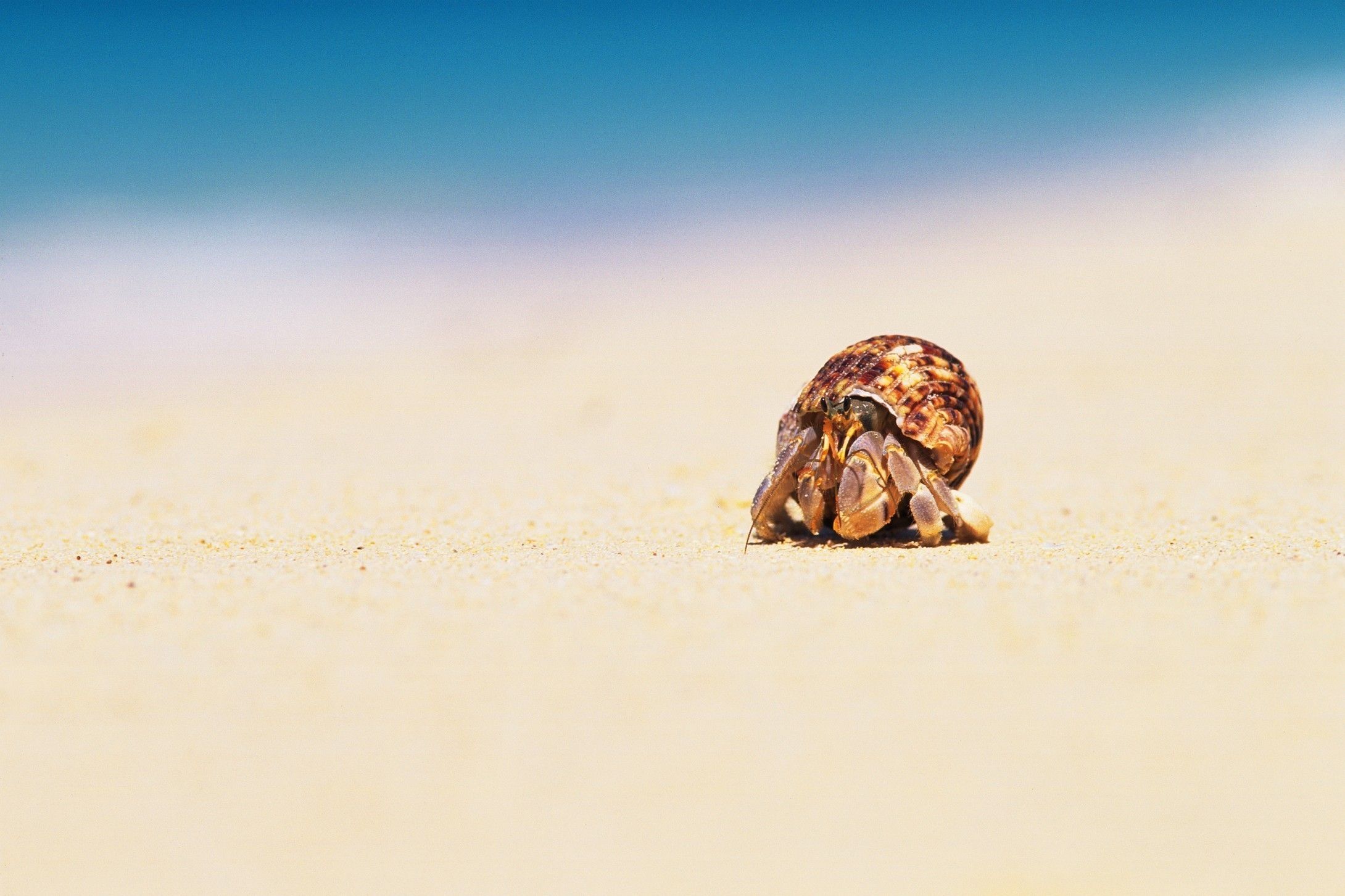 Hermit Crab Wallpapers - Wallpaper Cave