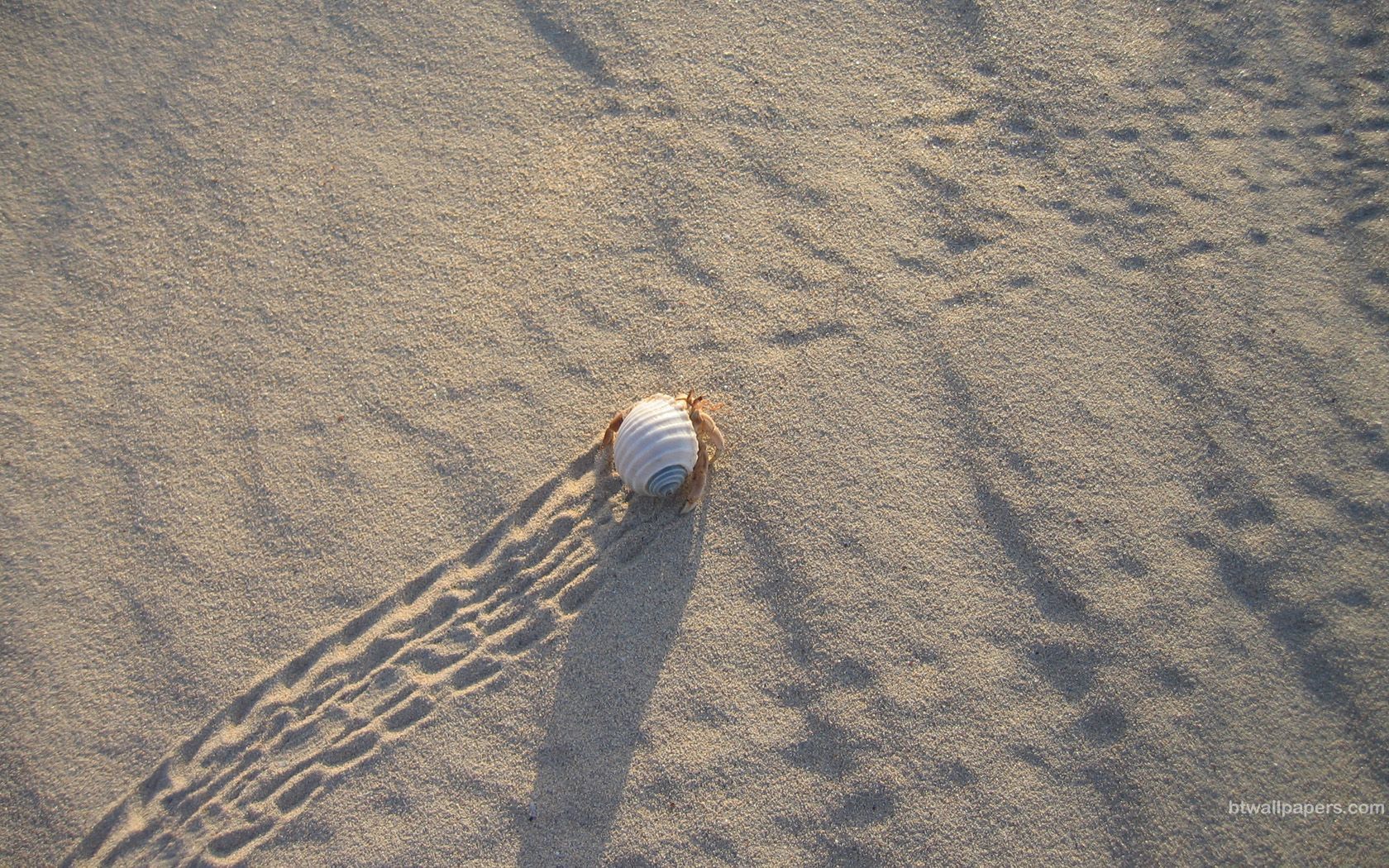 Image detail for -Broome Hermit Crab. Wallpaper Photo Image. Hermit crab, Hermit, Little pets