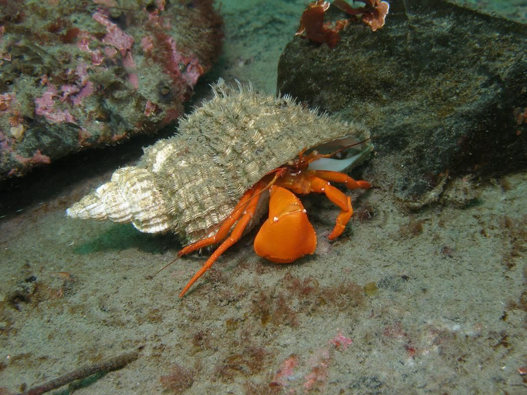 underwater hermit crab. Crab, Hermit crab, Sea animals