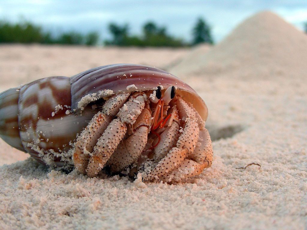 Rampant Death for Hermit Crabs Who Confuse Plastic Trash for Shells