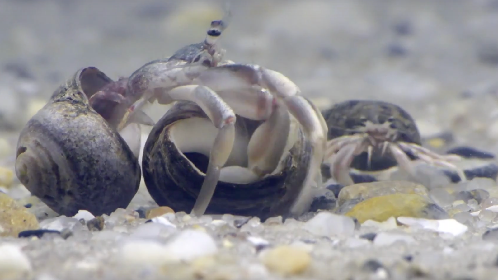 Even Hermit Crabs Have Wealth Inequality