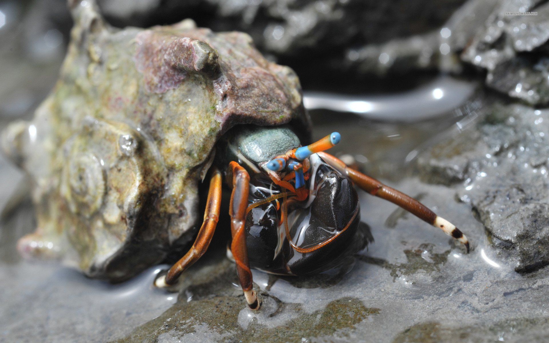 Hermit Crab Wallpapers - Wallpaper Cave