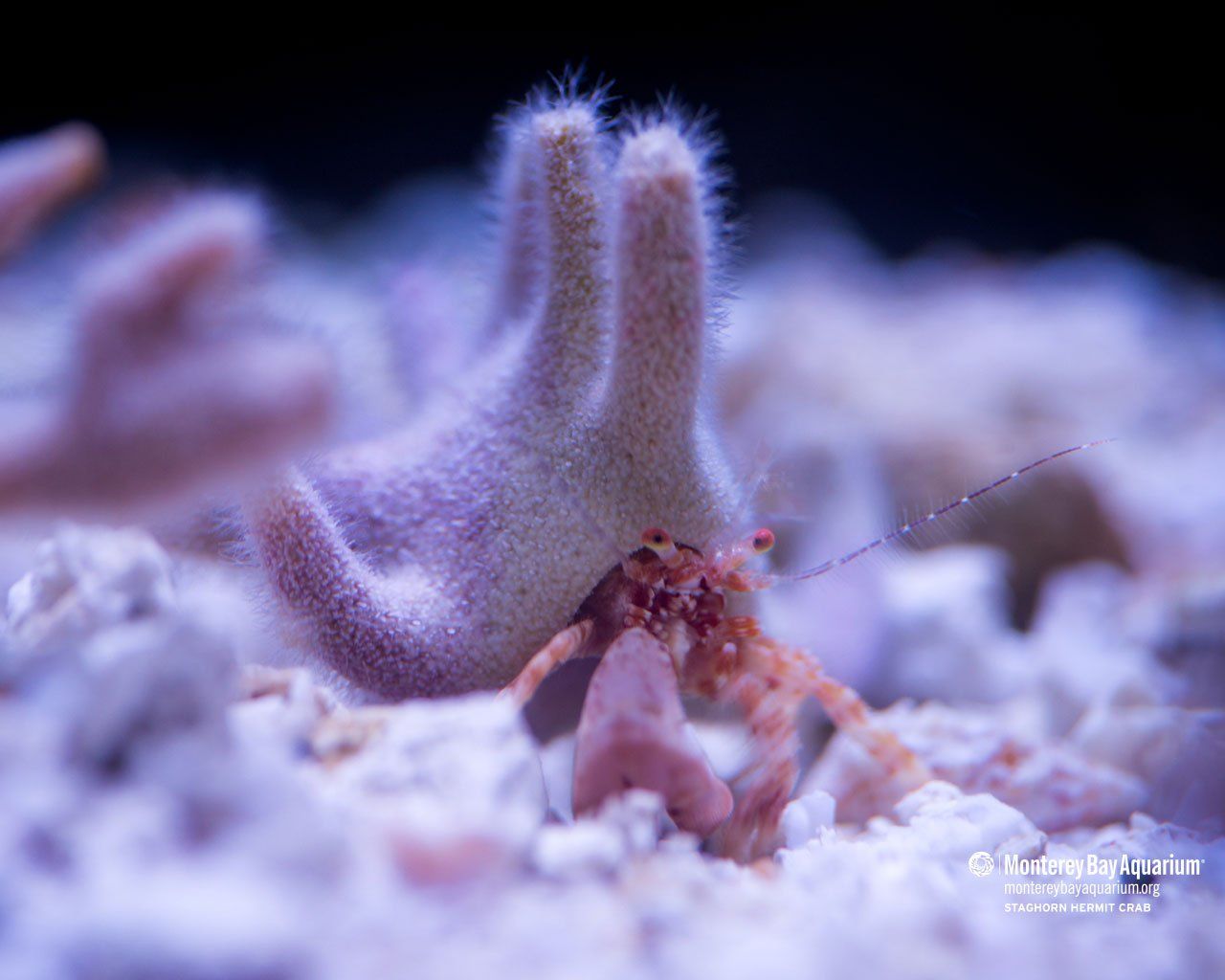 Staghorn hermit crab. Wallpaper. Monterey Bay Aquarium