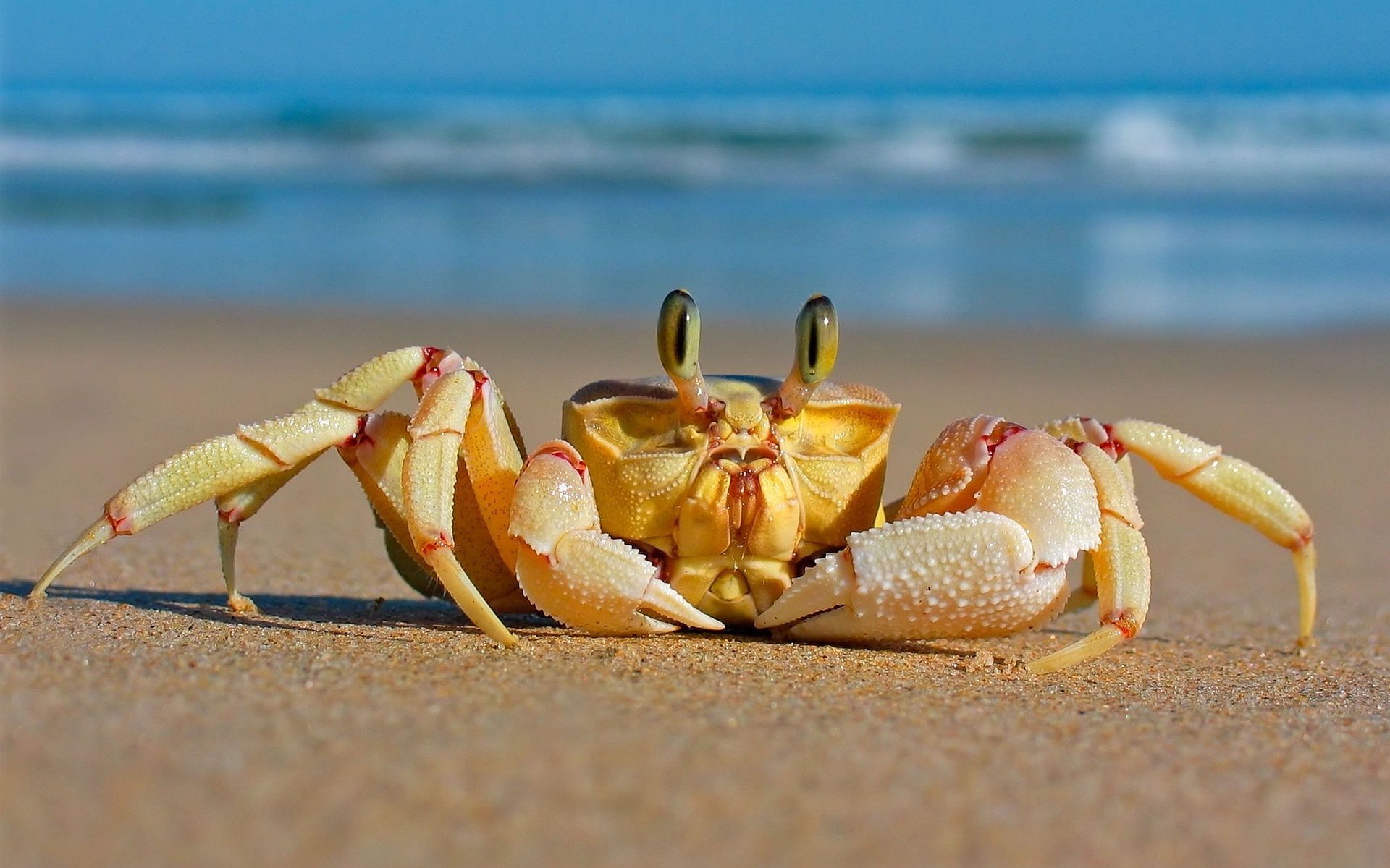 Crab Wallpaper For (1920×1200). Sea Crab, Sea Animals, Animals Beautiful