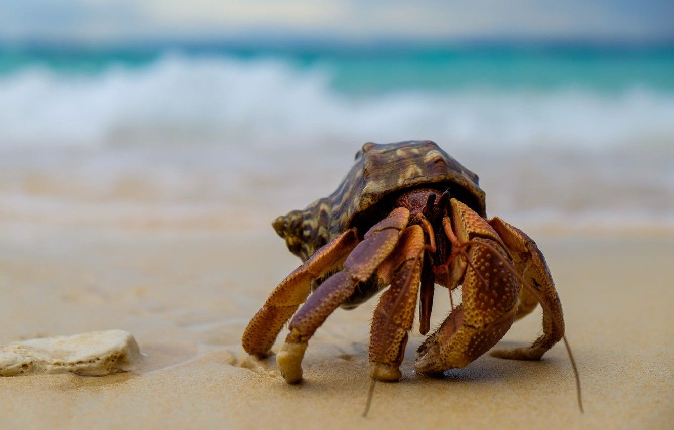 Wallpaper sand, sea, wave, background, shore, crab, sink, shell, crab, claws, shell image for desktop, section животные