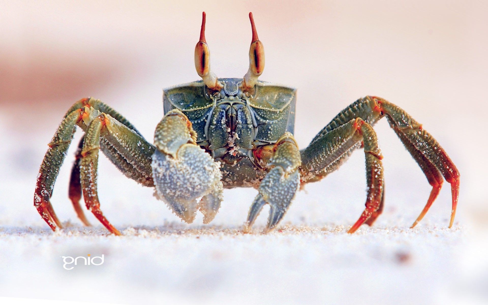 Hermit Crab Wallpapers - Wallpaper Cave