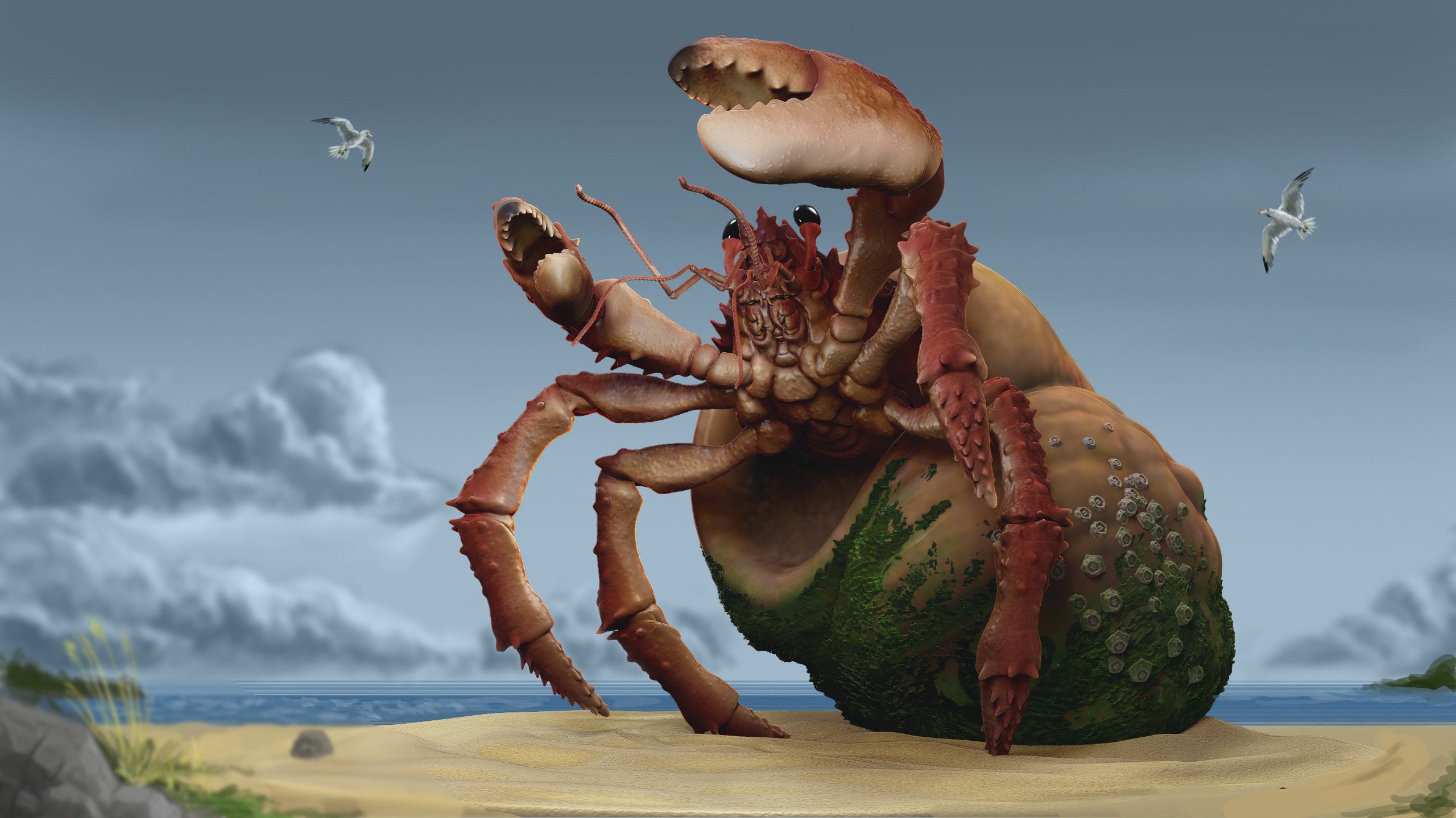 Rory Coles Hermit Crab