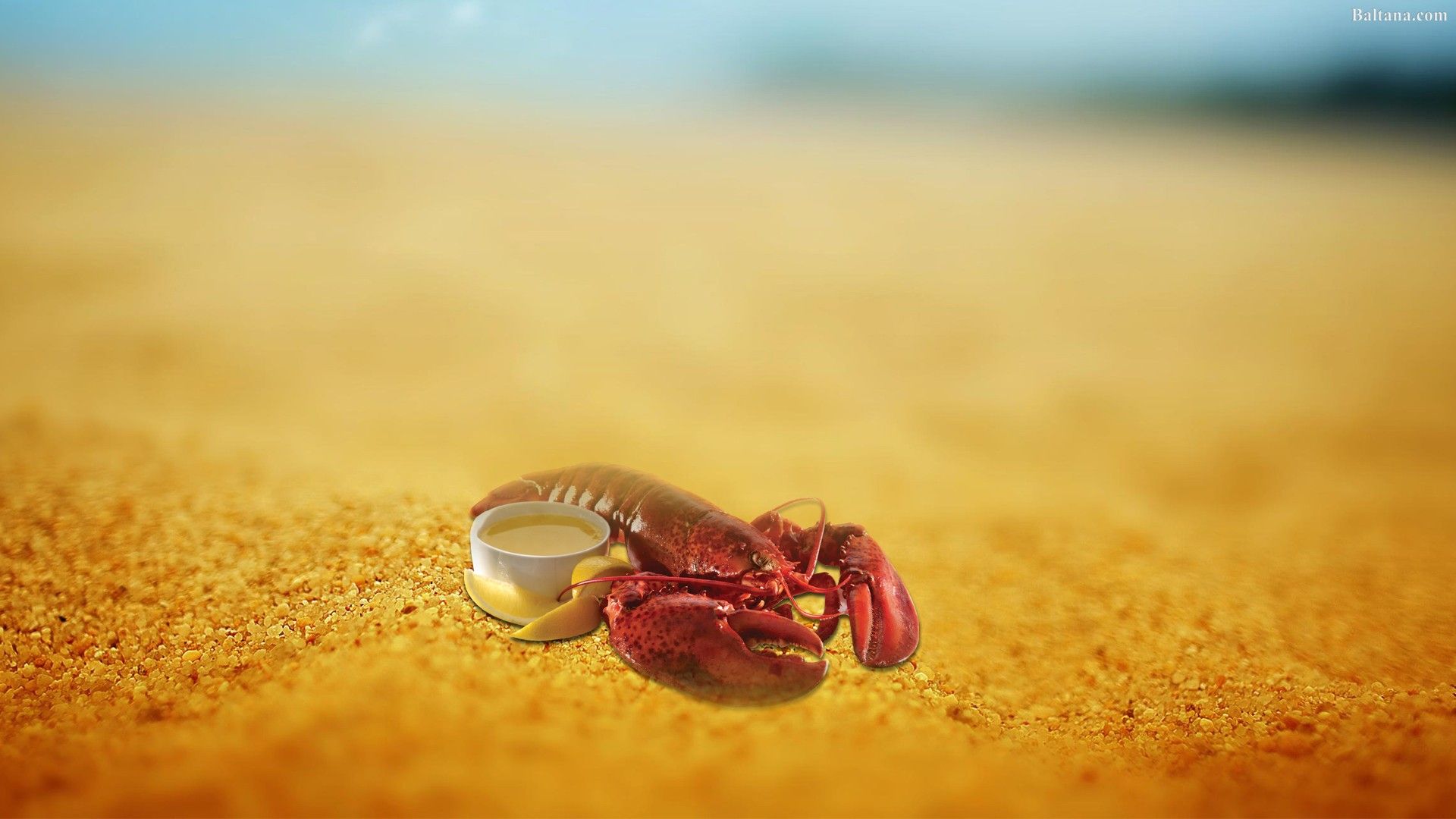 Lobster HD Desktop Wallpaper Crab Desktop Background