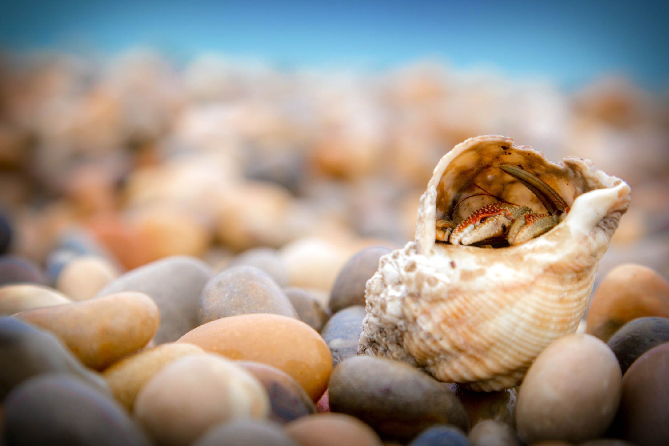 Hermit Crab Wallpapers - Wallpaper Cave