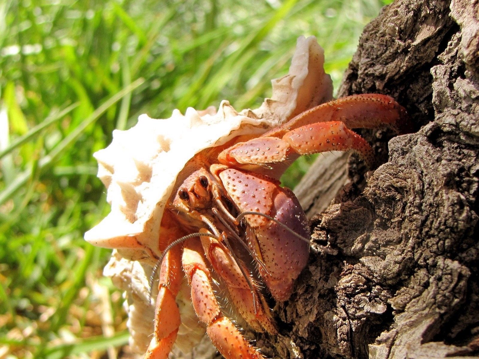 crustacean hermit crabs crabs 1600x1200 wallpaper High Quality Wallpaper, High Definition Wallpaper